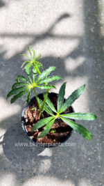 Anthurium Polyschistum - Image 3