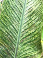 Musa Banana Gracillis Holttum Variegated - Image 4