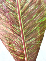 Musa Banana Gracillis Holttum Variegated - Image 2