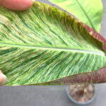 Musa Banana Gracillis Holttum Variegated