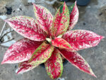AGLAONEMA " Sexy Red " - Image 2