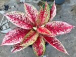 Aglaonema Red Academe - Image 2