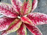 AGLAONEMA " Sexy Red "