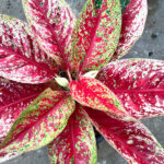 AGLAONEMA " Sexy Red "