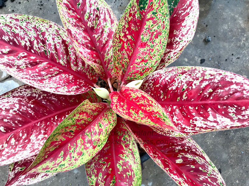 img_1067_2.jpg AGLAONEMA " Sexy Red " - Image 1