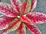 Aglaonema Red Academe