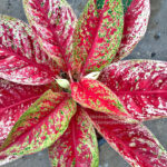 Aglaonema Red Academe