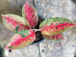 AGLAONEMA " Sexy Red " - Image 3
