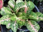 Aglaonema Pink Tiger - Image 2