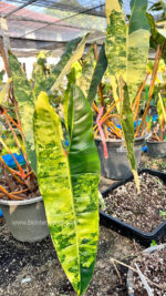 Philodendron Billietiae Variegated 3 Leaf - Image 2