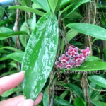 Hoya Pubicalyx