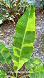 Musa Banana Leb Mu Nang Florida Pattern Variegated - Image 2