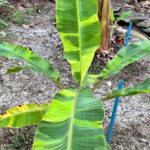 Musa Banana Leb Mu Nang Florida Pattern Variegated