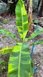 Musa Banana Leb Mu Nang Florida Pattern Variegated