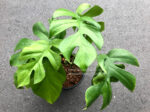 Philodendron Ginny / Raphidophora tetraperma - Image 5