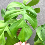 Philodendron Ginny / Raphidophora tetraperma