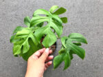 Philodendron Ginny / Raphidophora tetraperma - Image 2