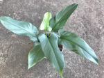 Philodendron Silver Swan Leaf - Image 2