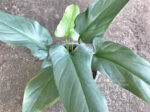 Philodendron Silver Swan Leaf - Image 3