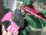 Philodendron Pink Princess Variegated - Image 2