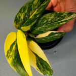 Monstera Standleyana Aurea Vareigated