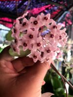 Hoya Tricolor Leaf Variegated - Image 2