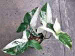 Syngonium podophyllum Schott Albo Variegated