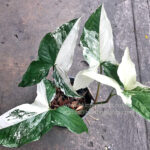 Syngonium podophyllum Schott Albo Variegated