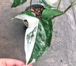 Syngonium podophyllum Schott Albo Variegated - Image 7