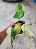 10 Plants Philodendron Strawberry Shake Variegated - Image 2