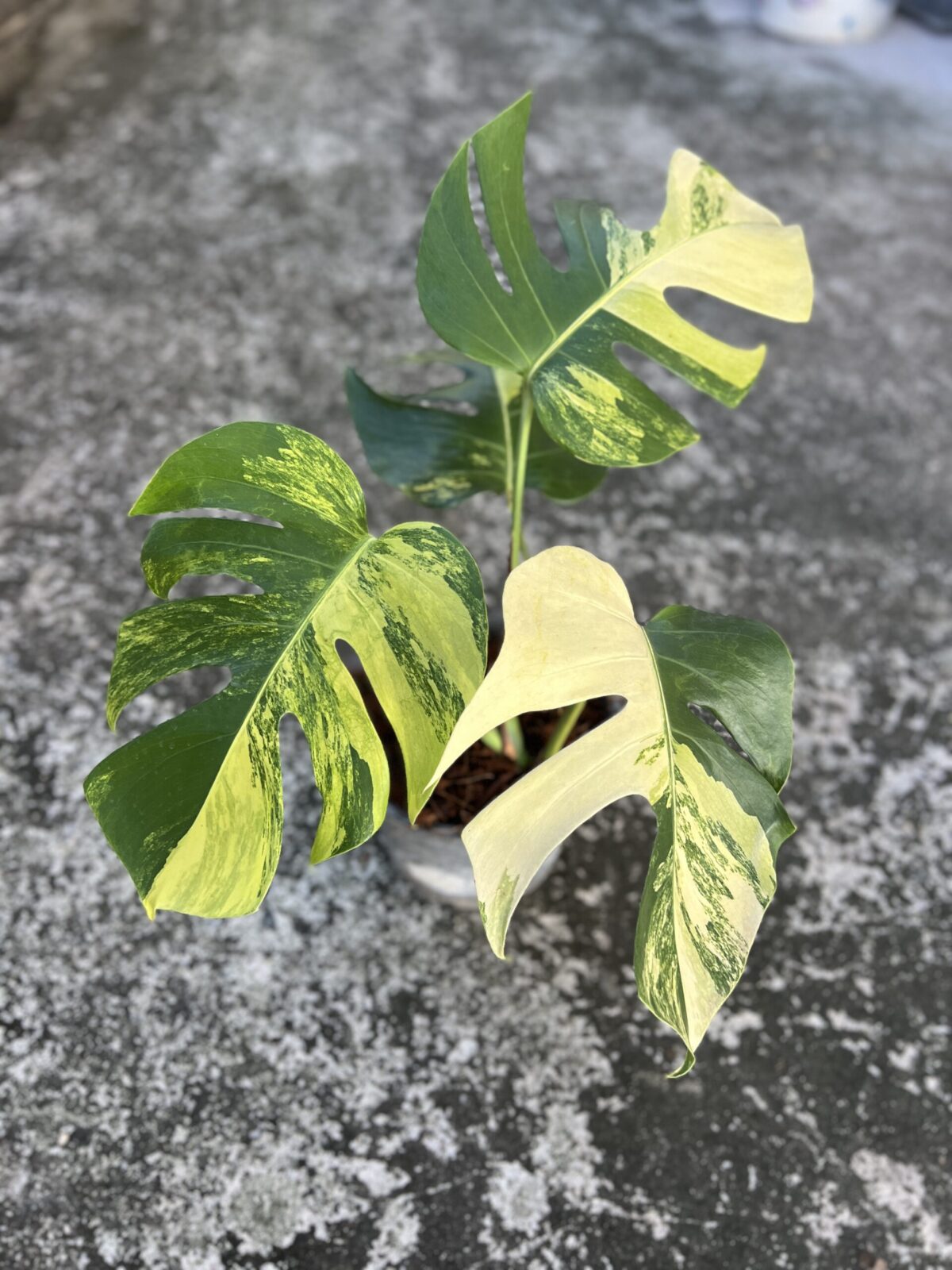 5 Plants Monstera Aurea 3 Color Variegated - Image 2