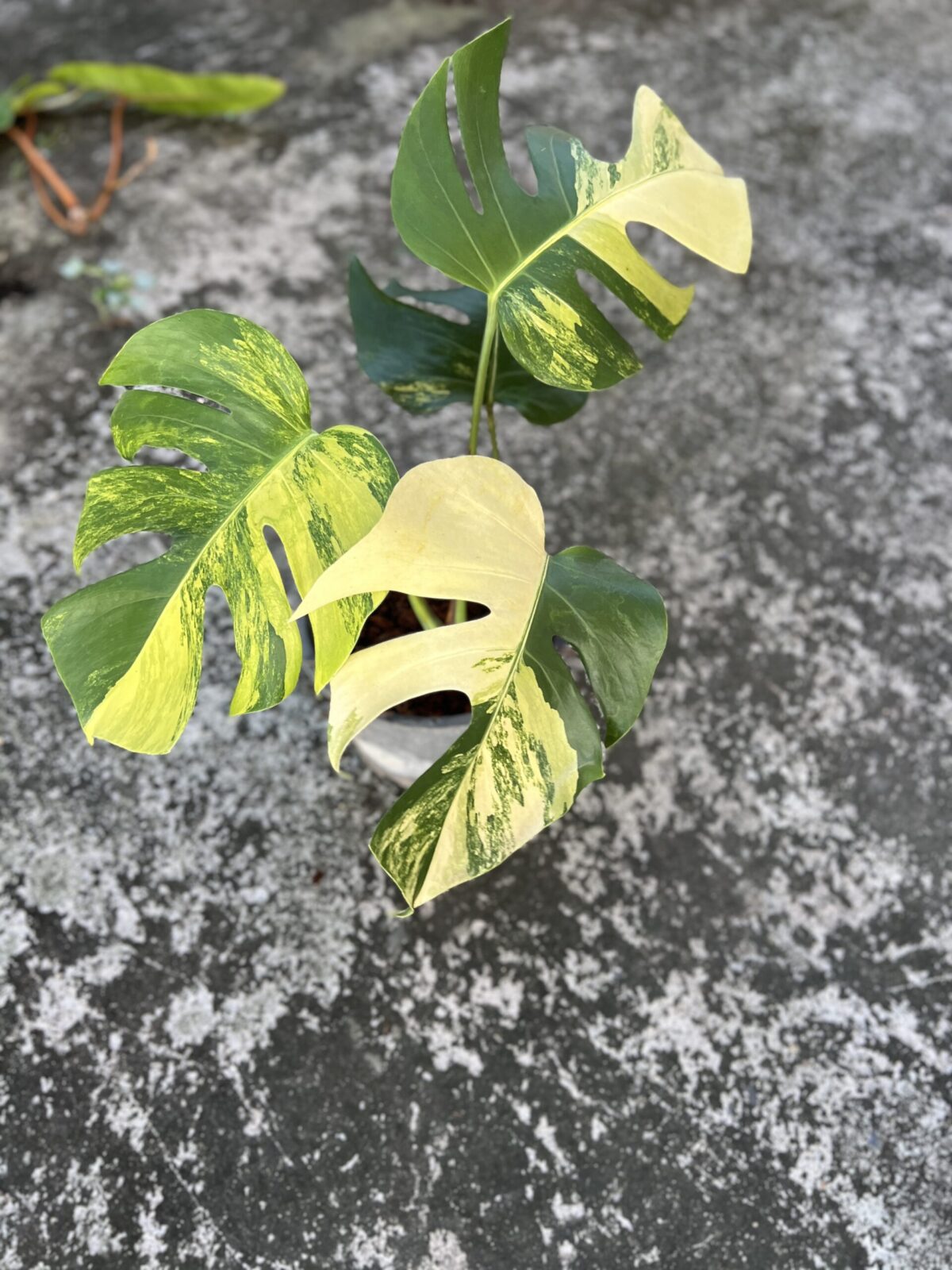 10 Plants Monstera Aurea 3 Color Variegated - Image 2