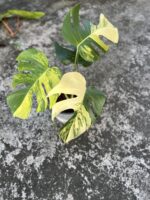 10 Plants Monstera Aurea 3 Color Variegated - Image 2