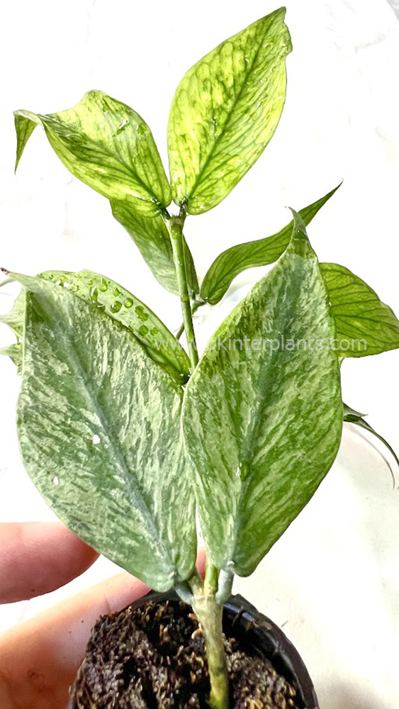 img_1500.jpg Hoya Polyneura - Image 1