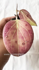 Hoya PNG SV 432 - Image 2