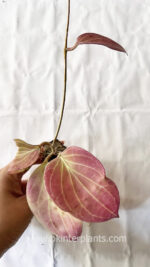 Hoya PNG SV 432 - Image 3