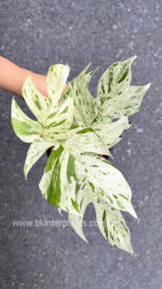 Epipremnum Pinnatum Marble Variegated size S - Image 3