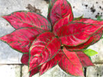 Aglaonema Mahasettee - Image 2