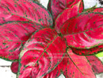 Aglaonema Mahasettee