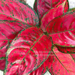 Aglaonema Mahasettee