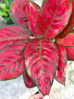 Aglaonema Mahasettee - Image 5