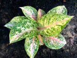 Aglaonema Pink Tiger - Image 5