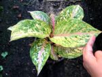 Aglaonema Pink Tiger - Image 4