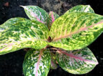Aglaonema Pink Tiger