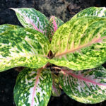 Aglaonema Pink Tiger