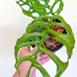 Monstera Obliqua Peru