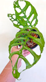 Monstera Obliqua Peru with delicate fenestrated leaves