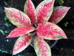 Aglaonema Red Academe - Image 3
