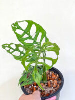 Monstera Obliqua Peru - Image 3