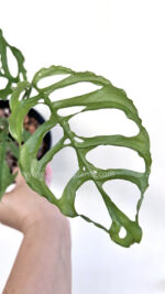 Monstera Obliqua Peru - Image 2